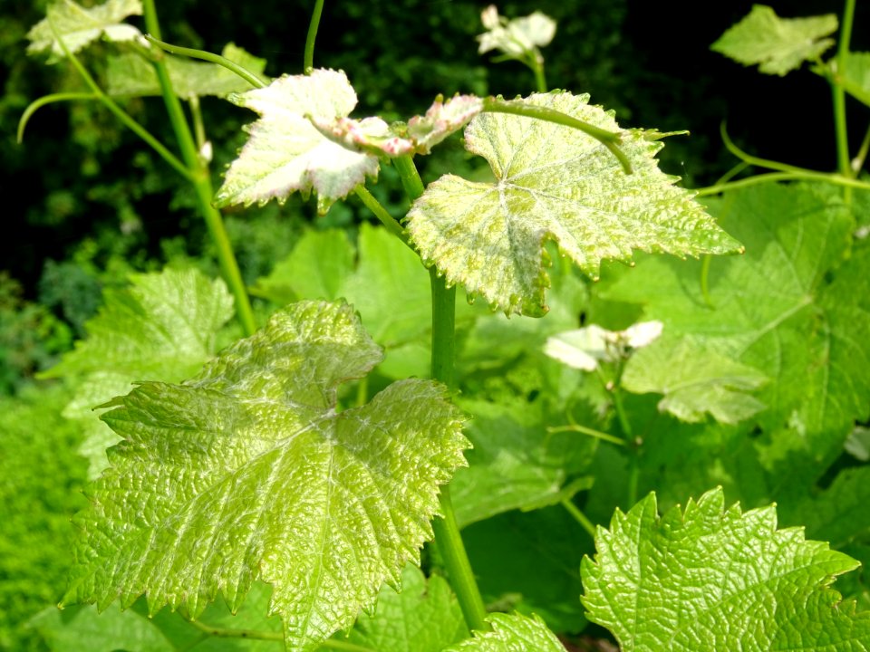 Feuilles de la Vigne cultivée, Vitis vinifera, Vitacées 