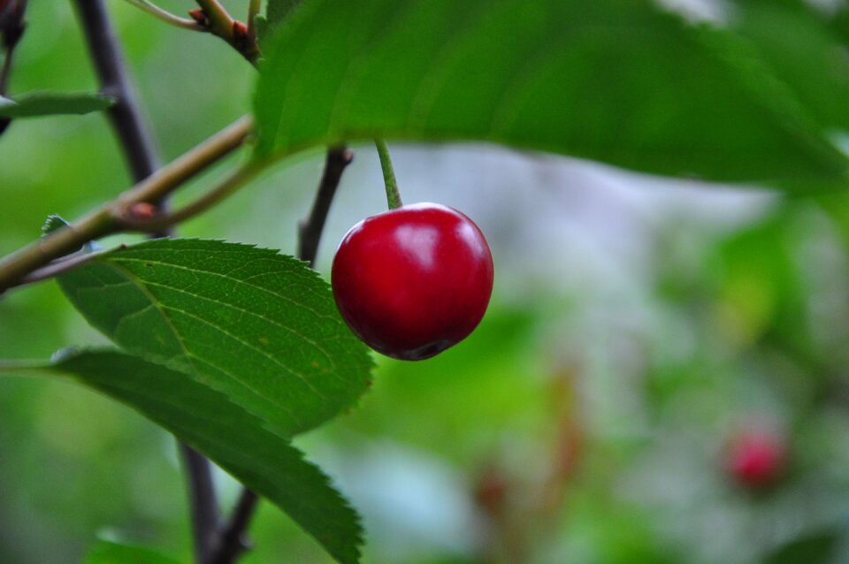 Fruit garden closeup