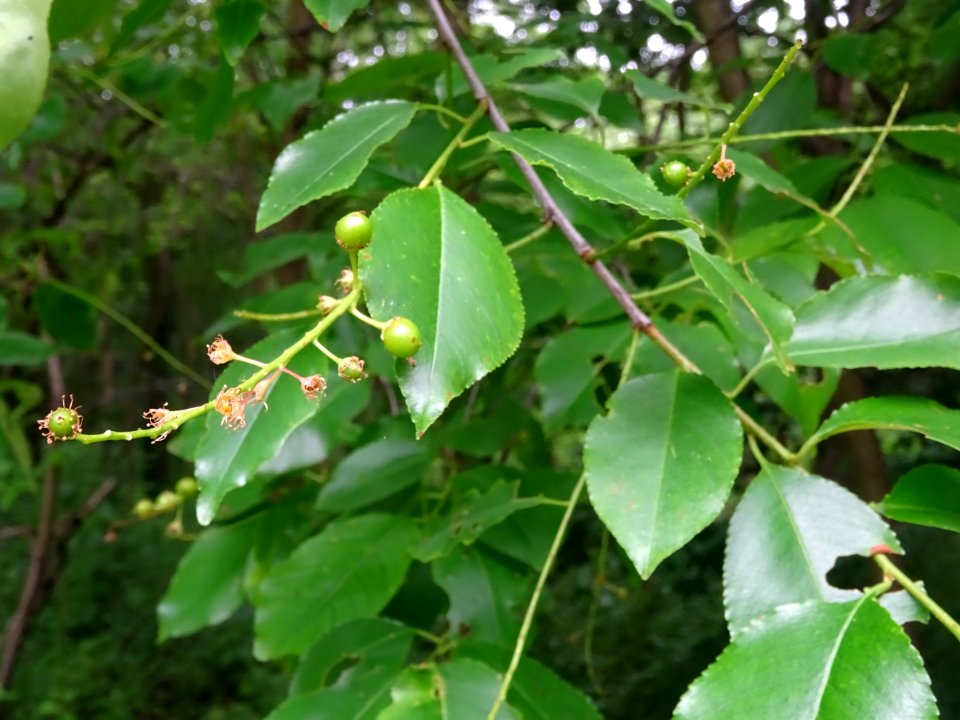 Feuilles et fruits immatures verts du Cerisier tardif ou c… 