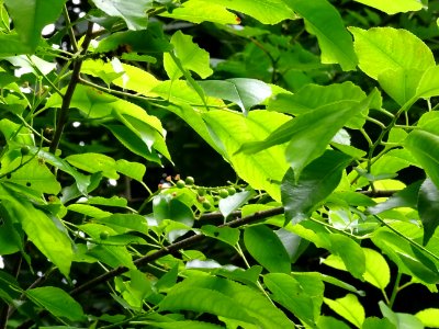 Feuilles du Cerisier tardif ou cerisier noir, Prunus serot… 