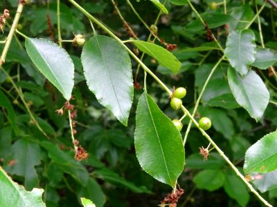 Feuilles et fruits verts du Cerisier tardif ou cerisier no… 