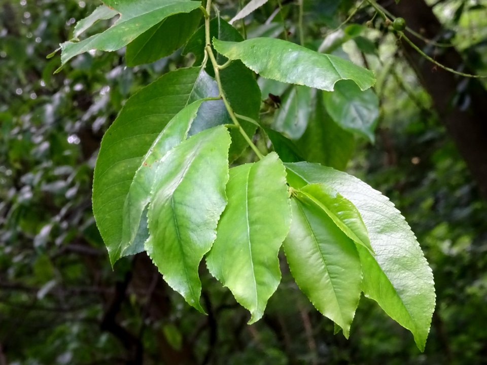 Feuilles du Cerisier tardif ou cerisier noir, Prunus serot… 
