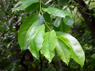 Feuilles du Cerisier tardif ou cerisier noir, Prunus serot… 