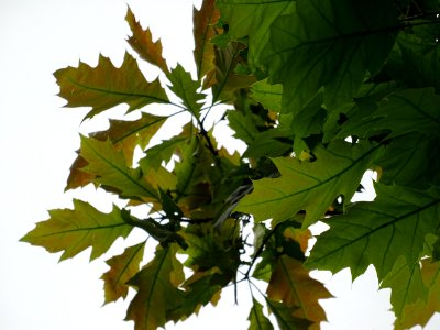 Chêne à feuilles de forme différentes, Quercus heterophyll… 