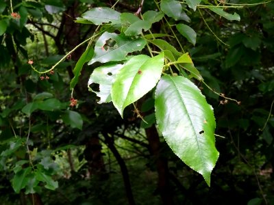 Feuilles du Cerisier tardif ou cerisier noir, Prunus serot… 
