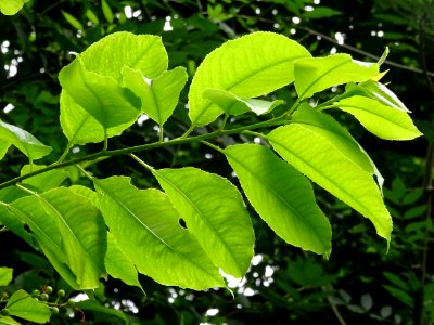 Feuilles du Cerisier tardif ou cerisier noir, Prunus serot… 