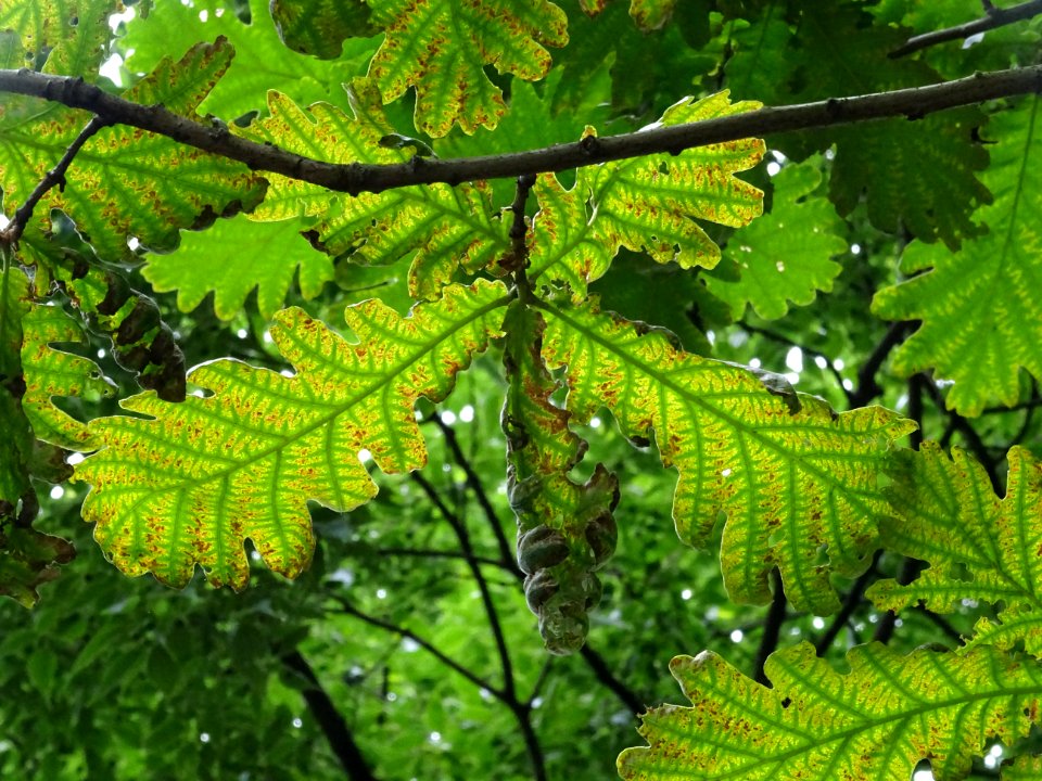 Feuilles du Chêne de Hongrie, Quercus frainetto, Fagacées 