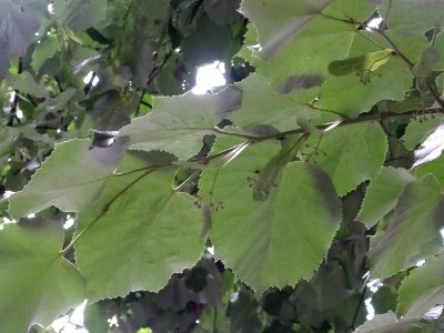 Feuilles vues par en dessous du Tilleul argenté ou Tilleul… 