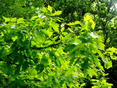 Chêne à feuilles de forme différentes, Quercus heterophyll… 