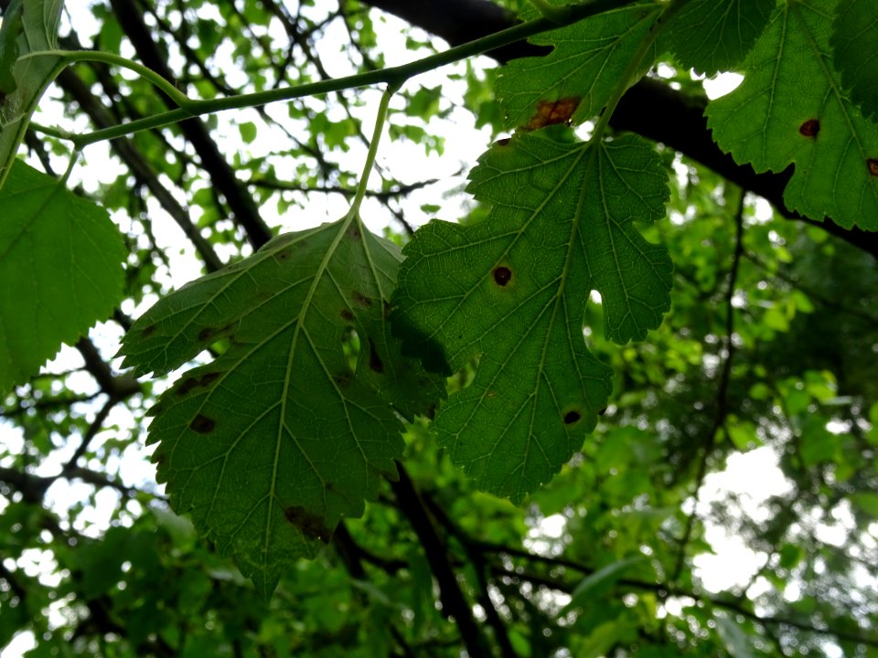 Feuilles lobées du Mûrier blanc, Morus alba, Moracées 