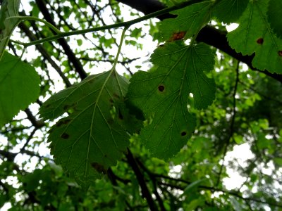 Feuilles lobées du Mûrier blanc, Morus alba, Moracées 