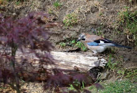 Feather plumage nature photo