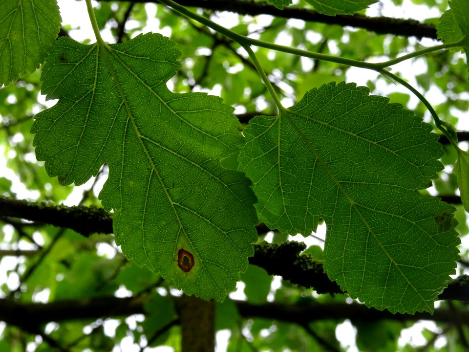 Feuilles lobées du Mûrier blanc, Morus alba, Moracées 