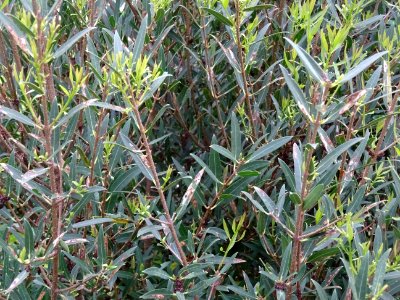 Filaire à feuilles étroites, Phillyrea angustifolia, Oléac… 