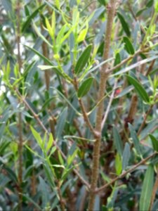 Filaire à feuilles étroites, Phillyrea angustifolia, Oléac… 