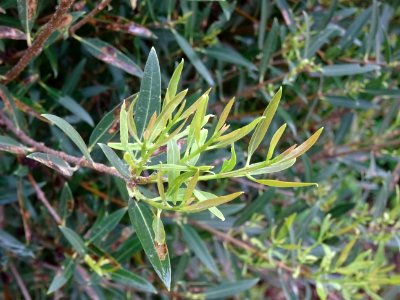 Filaire à feuilles étroites, Phillyrea angustifolia, Oléac… 