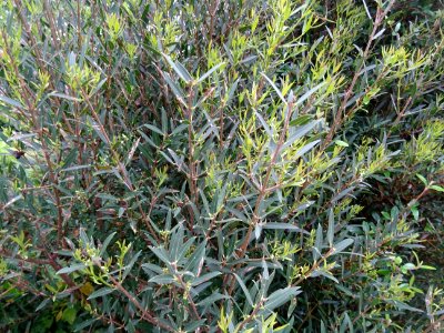 Filaire à feuilles étroites, Phillyrea angustifolia, Oléac… 