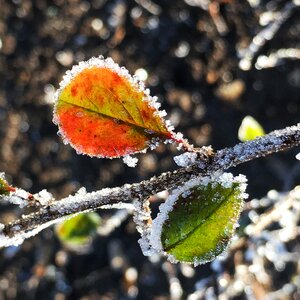 Frost leaves branch photo