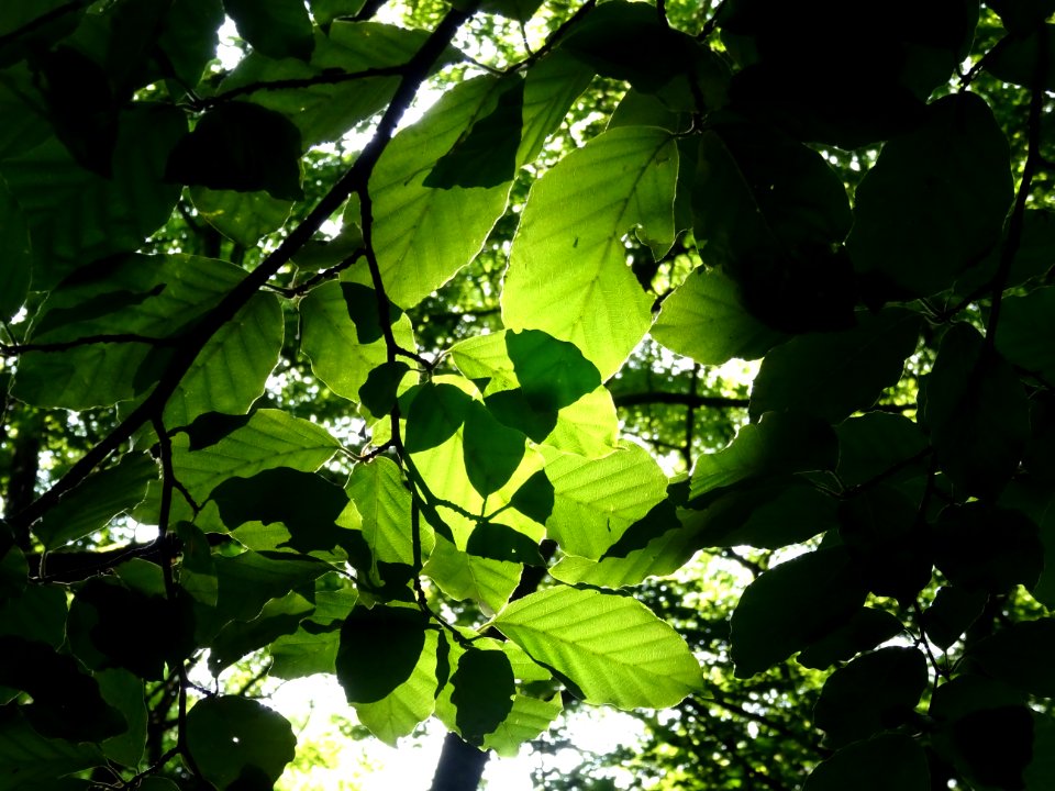 Feuilles de hêtre ou fayard, à stipules, Fagus sylvatica, … 