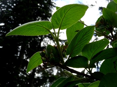 Viorne lantane ou Viorne mancienne ou Cochène, Viburnum la… 