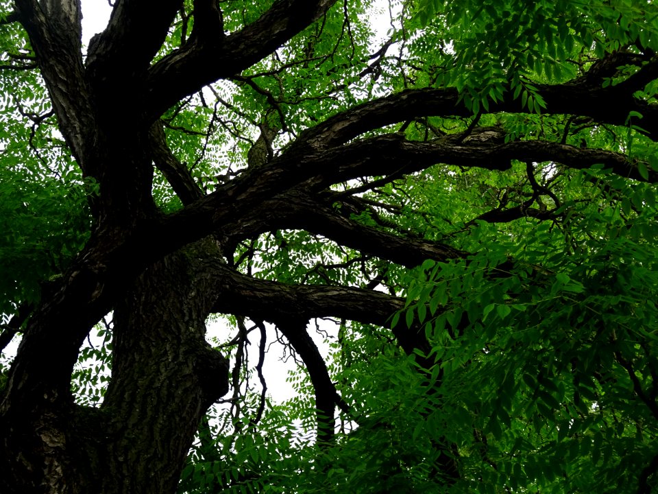 Branches et feuilles du Chicot du Canada, Gymnocladus dioi… 