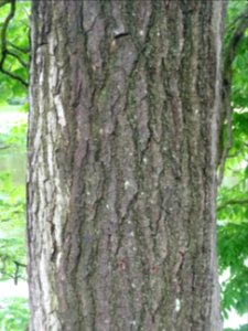 Ecorce du Chicot du Canada, Gymnocladus dioica, Fabacées photo