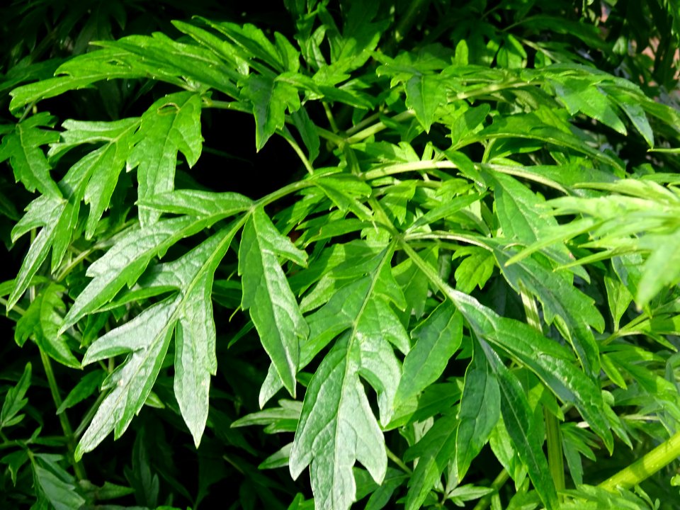 Armoise commune, Artemisia vulgaris, Astéracées 