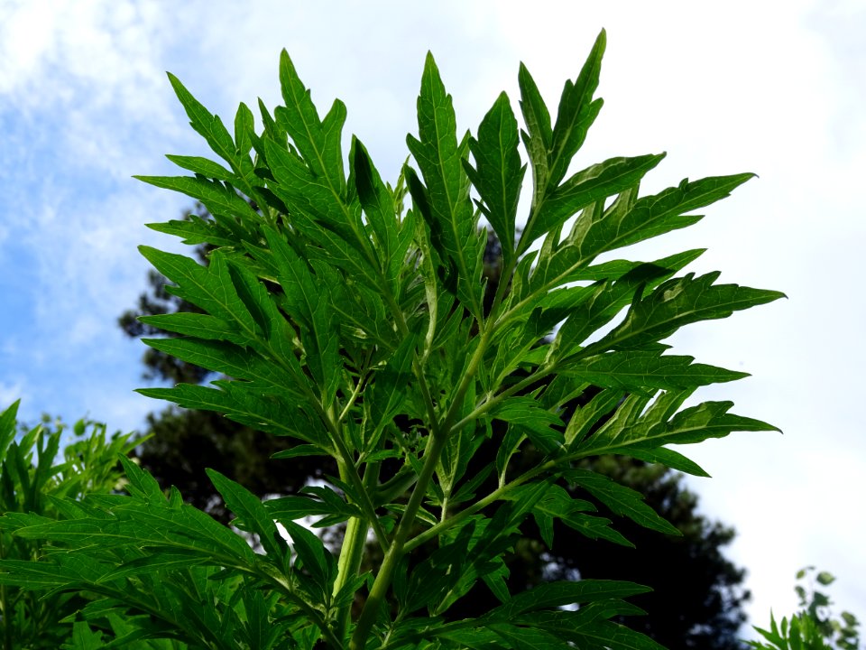 Armoise commune, Artemisia vulgaris, Astéracées 
