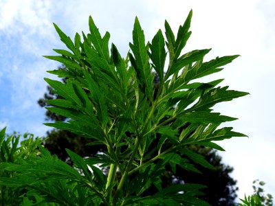 Armoise commune, Artemisia vulgaris, Astéracées 
