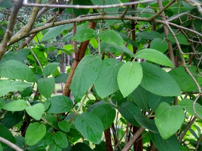 Viorne lantane ou Viorne mancienne ou Cochène, Viburnum la… 
