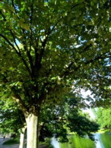Tilleul argenté ou Tilleul de Hongrie, Tilia tomentosa, Ti… 