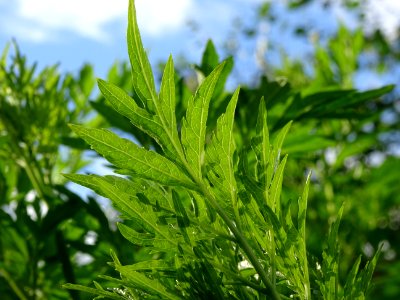 Armoise commune, Artemisia vulgaris, Astéracées 