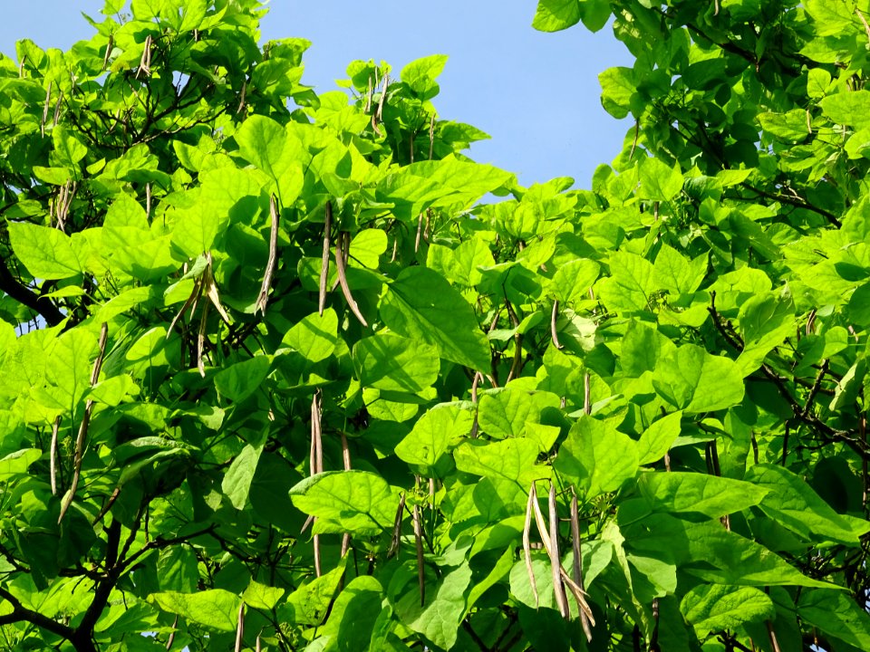 Feuilles et fruits mûrs du Catalpa commun ou arbre aux har… 