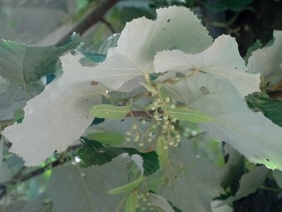 Feuilles vues par en dessous du Tilleul argenté ou Tilleul… 