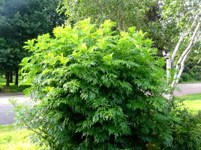 Armoise commune, Artemisia vulgaris, Astéracées 
