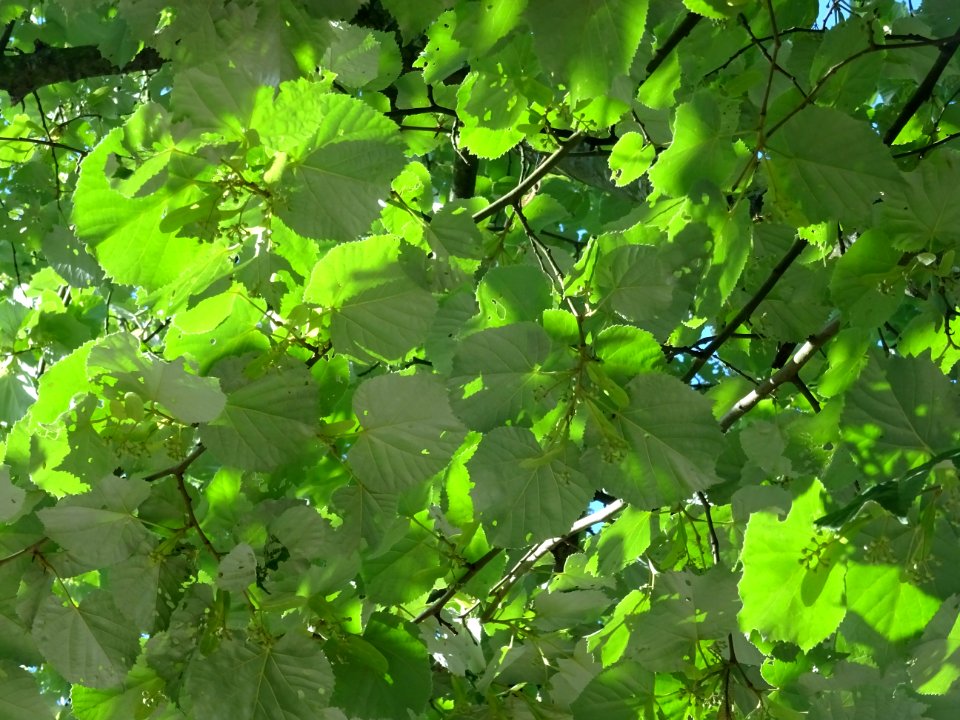Feuilles vues par en dessous du Tilleul argenté ou Tilleul… 