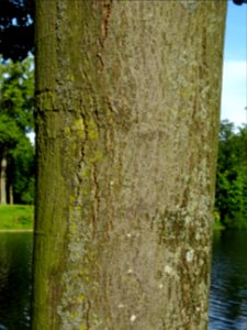 Tronc du Tilleul argenté ou Tilleul de Hongrie, Tilia tome… 