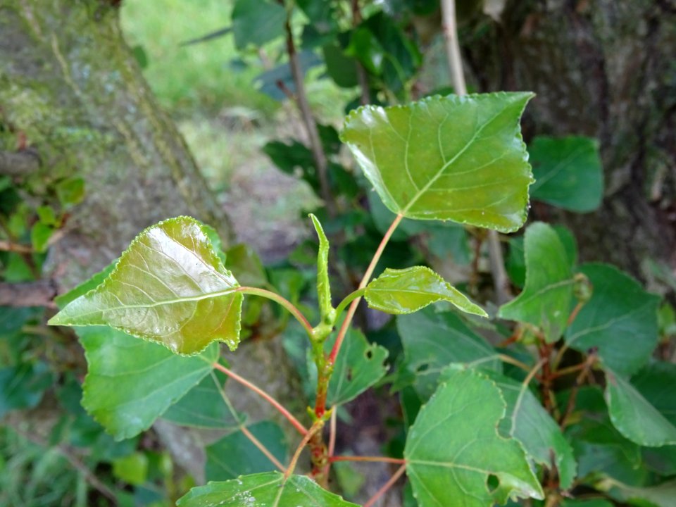 Feuilles du Peuplier d'Italie, Populus nigra var. italica,… 