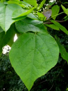 Feuilles et inflorescence du Catalpa commun ou arbre aux h… 
