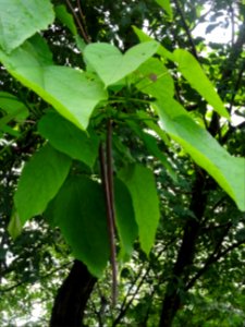 Feuilles et fruits mûrs du Catalpa commun ou arbre aux har… 