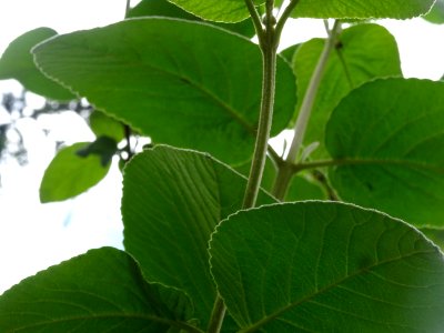 Viorne lantane ou Viorne mancienne ou Cochène, Viburnum la… 