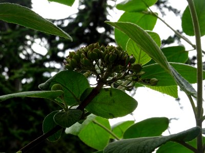 Viorne lantane ou Viorne mancienne ou Cochène, Viburnum la… 