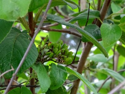 Viorne lantane ou Viorne mancienne ou Cochène, Viburnum la… 
