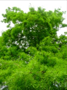 Feuilles du Cyprès chauve des marécages, Taxodium distichu… 