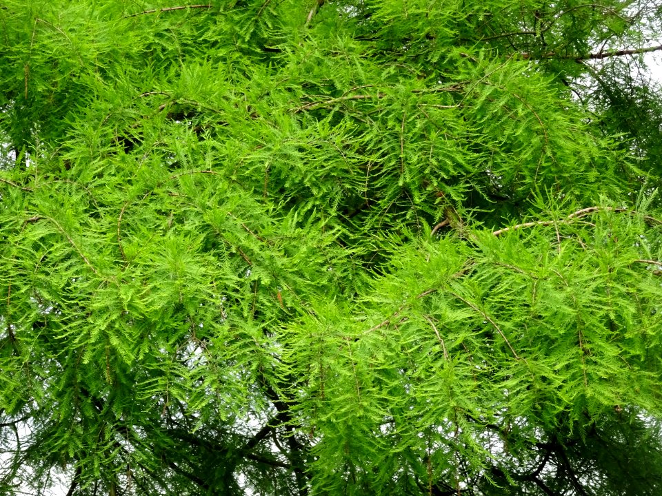 Feuilles du Cyprès chauve des marécages, Taxodium distichu… 