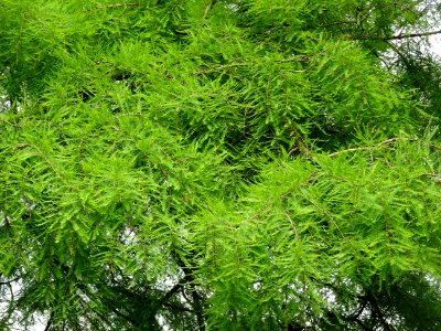 Feuilles du Cyprès chauve des marécages, Taxodium distichu… 