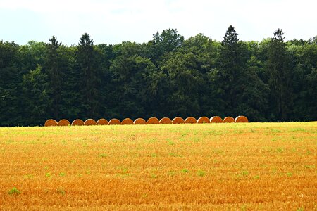 Harvest landscape summer photo