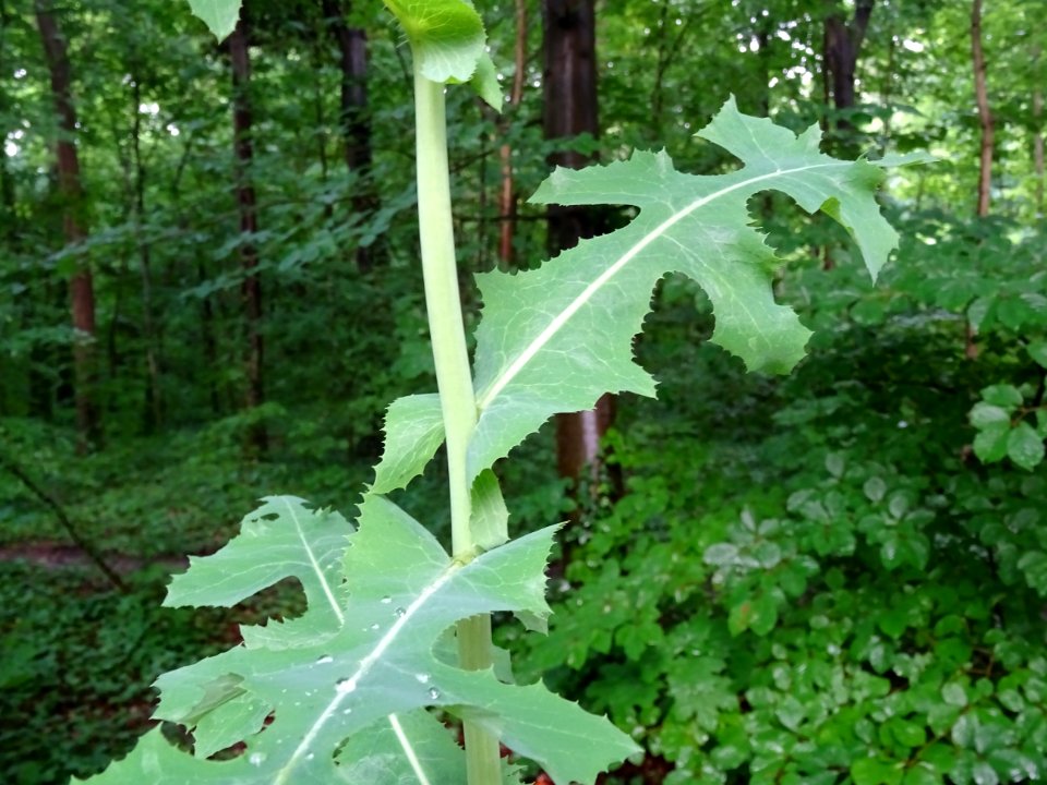 Laiteron .., Sonchus .., Astéracées 