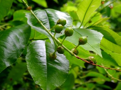 Fruits immatures verts du Cerisier tardif ou cerisier noir… 