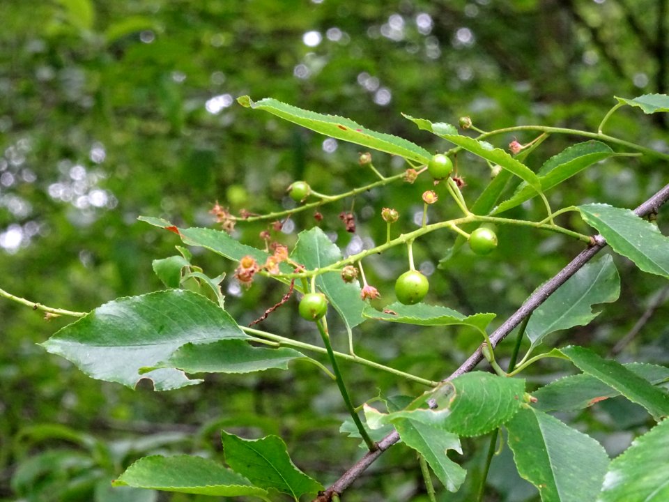 Feuilles et fruits verts du Cerisier tardif ou cerisier no… 